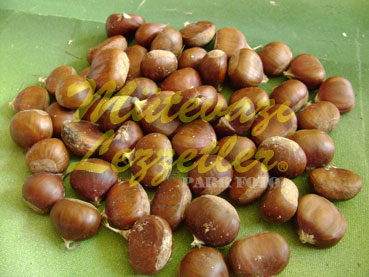 Şabalıd Marmeladı